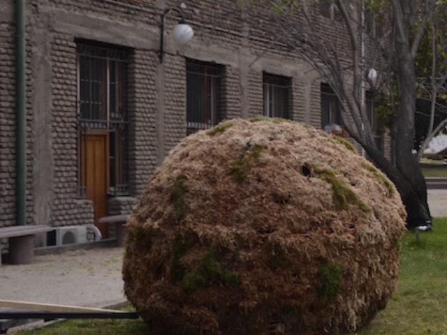 Semilla en exterior